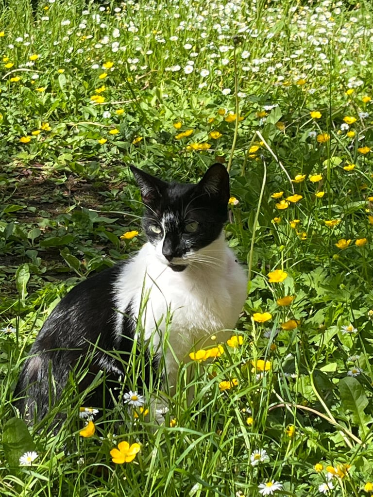 2 black and white cats 
