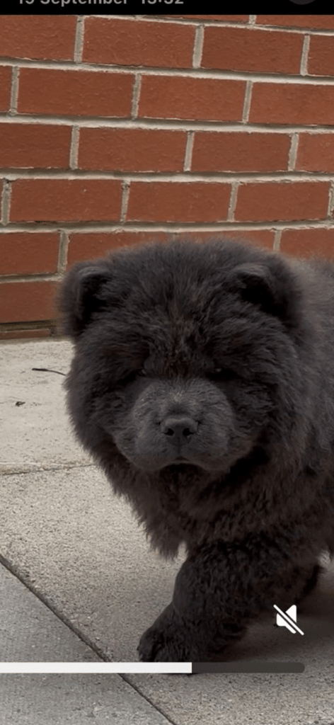 Blue Chow chow puppy 
