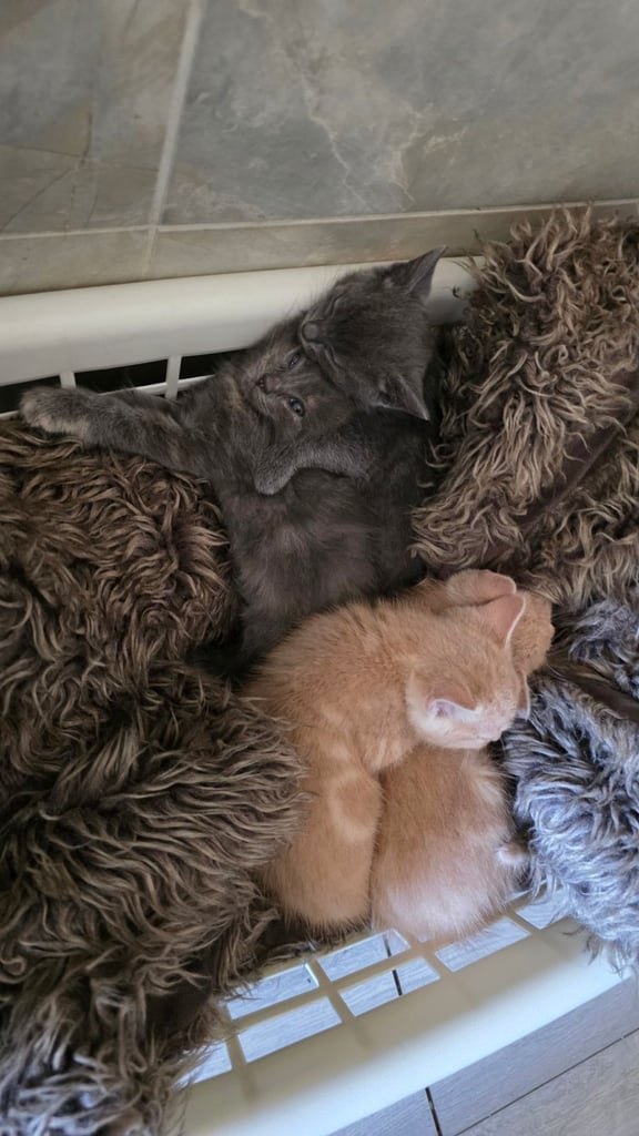 4 half ragdoll kittens - 2 grey fluffy female 2 ginger male