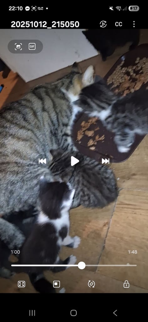 Kittens for sale
