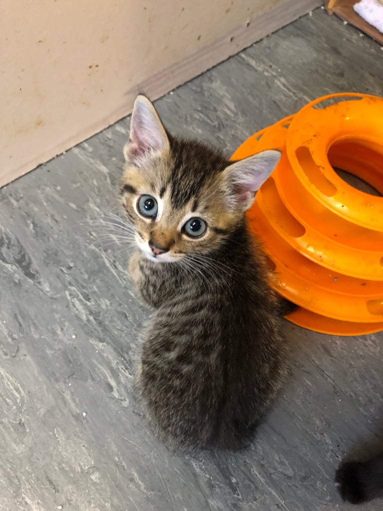 Kittens
