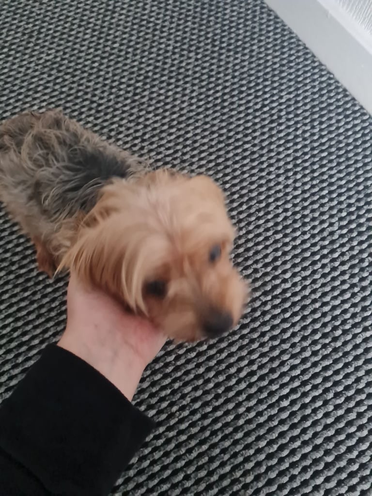 Yorkshire Terrier for sale 