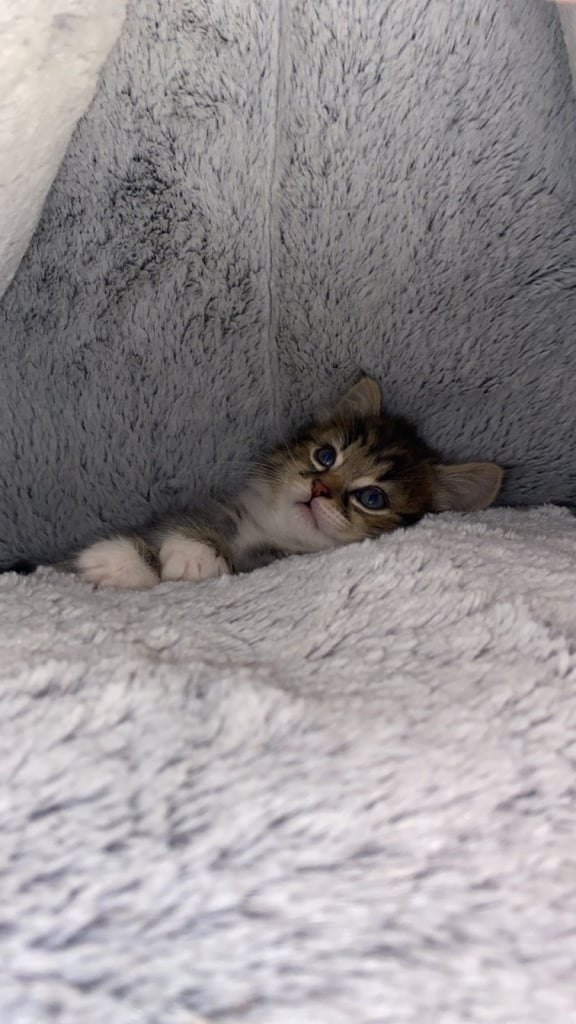 Adorable Kitten Ready For A New Home 🏡 