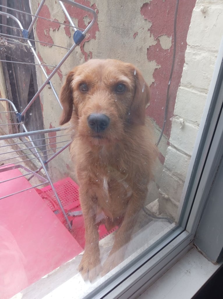 image for Labradoodle Male