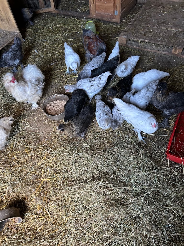 Bantams for sale 