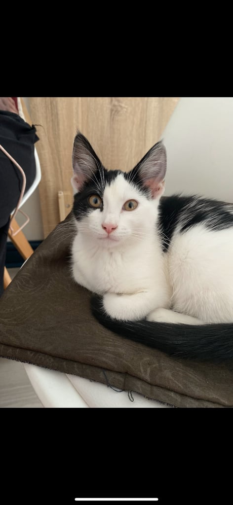 Female black and white cat 