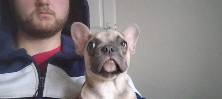 French bulldog 
