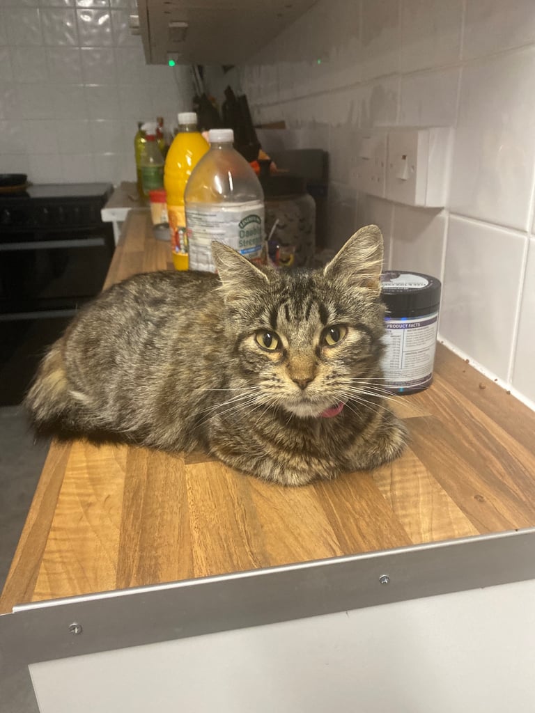 3 21 wk old kittens looking for their forever home 