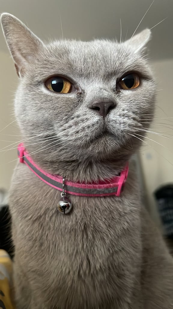 British ShortHair Cat