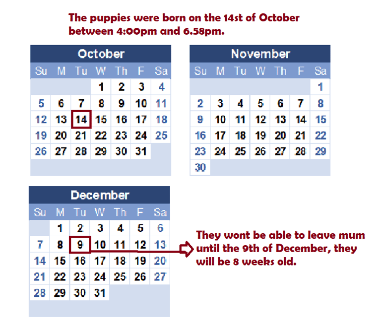 Meet Our Gorgeous Shih Tzu Puppies! 2 Girls & 5 Boys in Cardiff