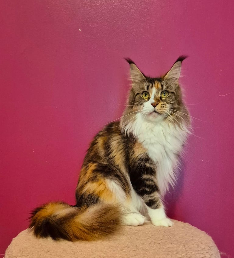 Maine coon gccf reg