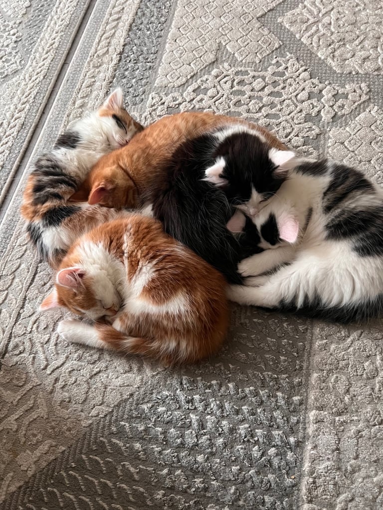 Kittens 