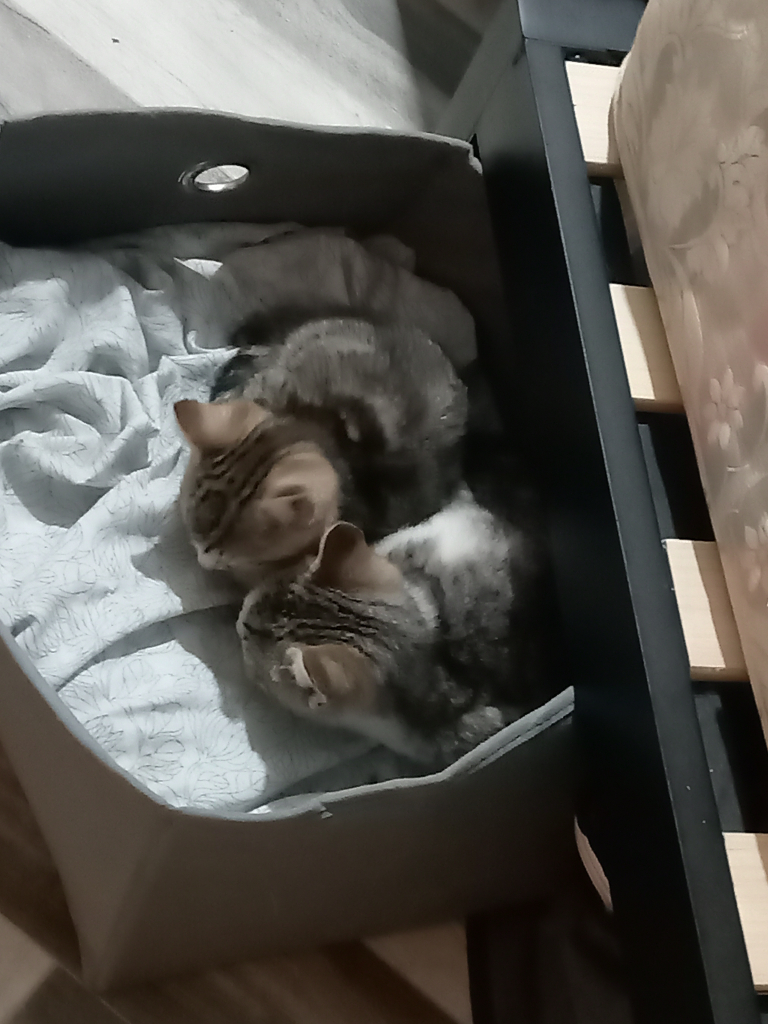 Kittens need a new home 