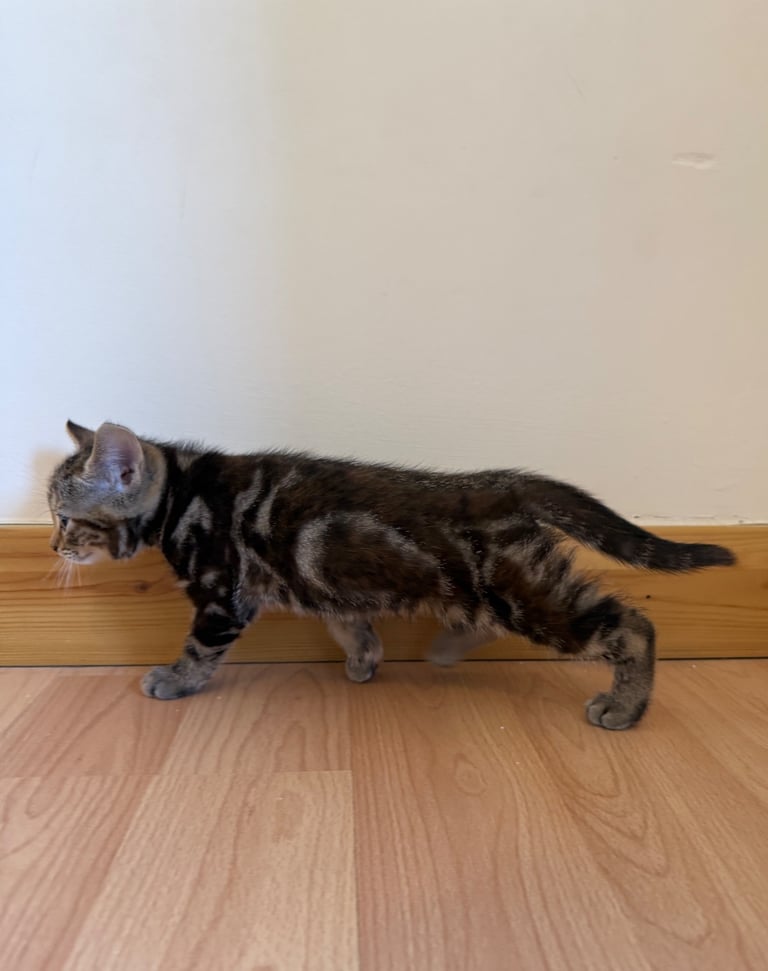 Kitten 