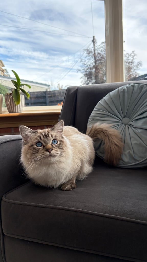Ragdoll 