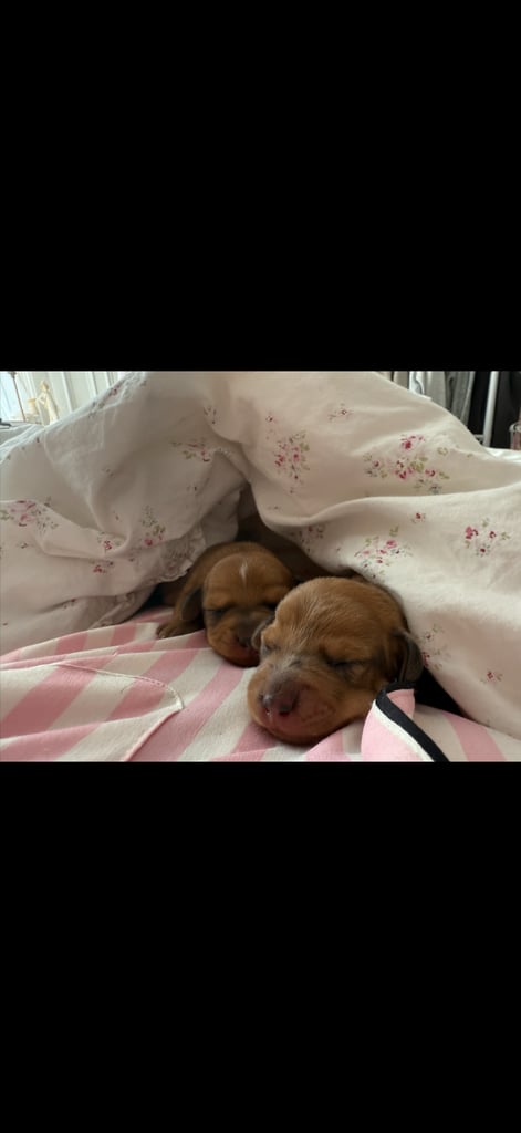 two gorgeous miniature dachshund puppies looking for homes