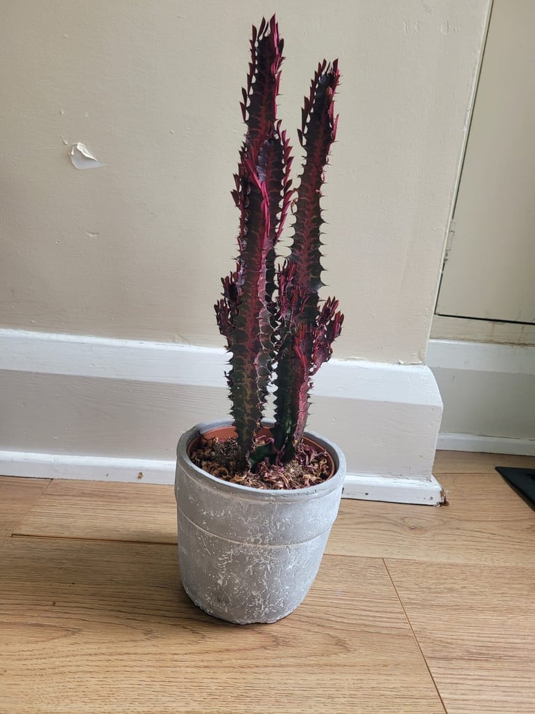 Indoor African Milk tree