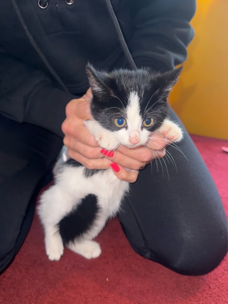 baby kittens for sale 