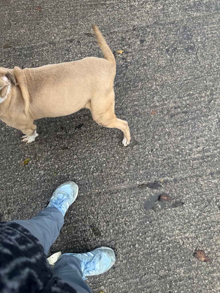 American bully Cross breed 