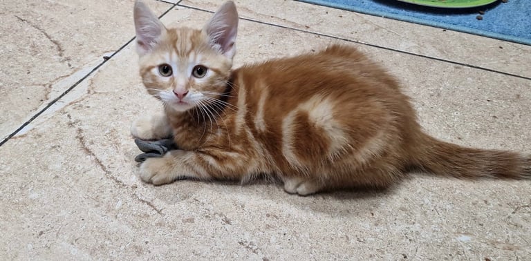 image for Adorable kittens 🥹🥰