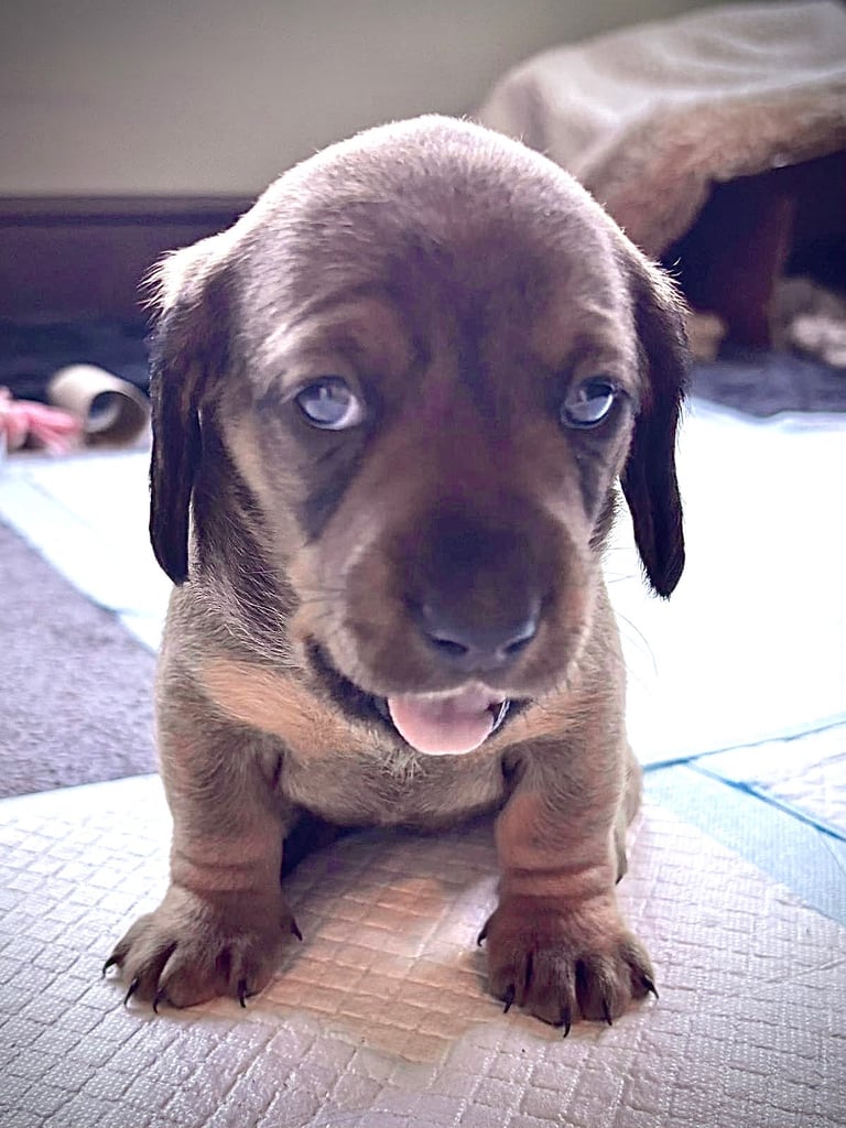 Adorable dachshund puppies 