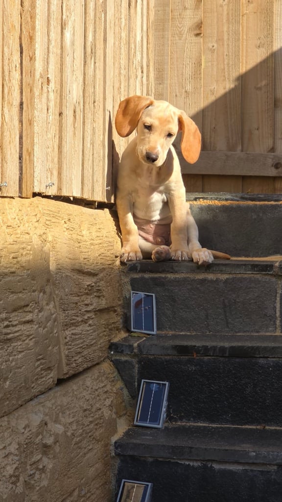 17 Weeks mix Hungarian Vizsla and Spaniel