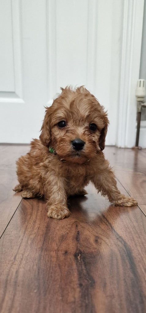 Cockapoo puppies F1