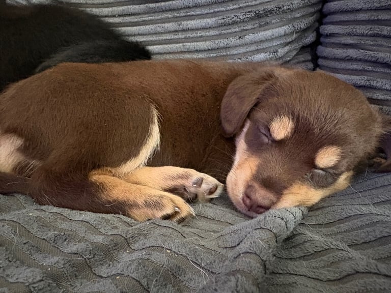 Siberian Cocker Puppies – Ready to Leave 15th Oct