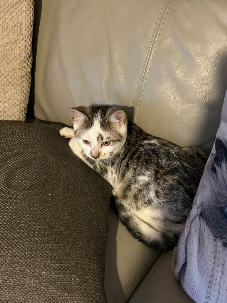 image for Half Bengal kitten 