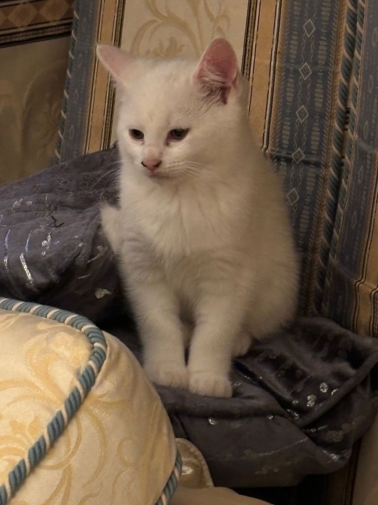 2x Kittens looking for a home 