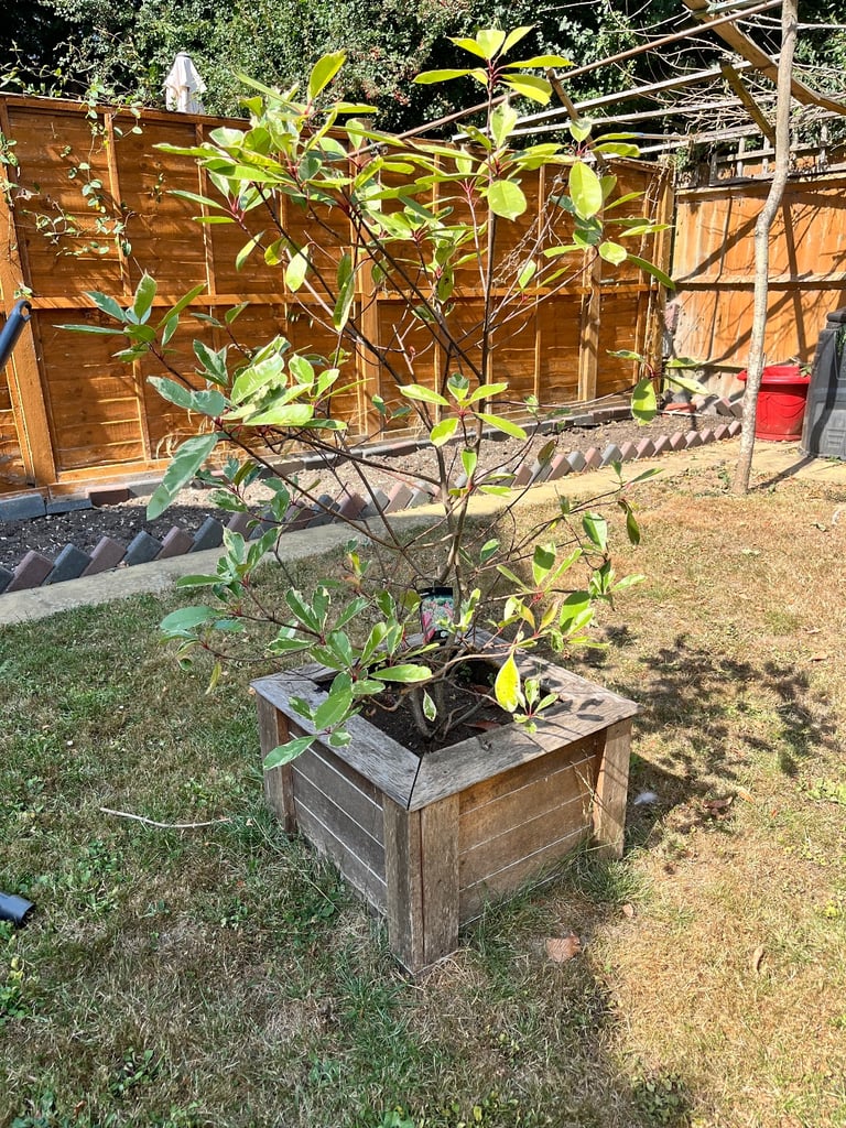 image for Garden plant Photinia