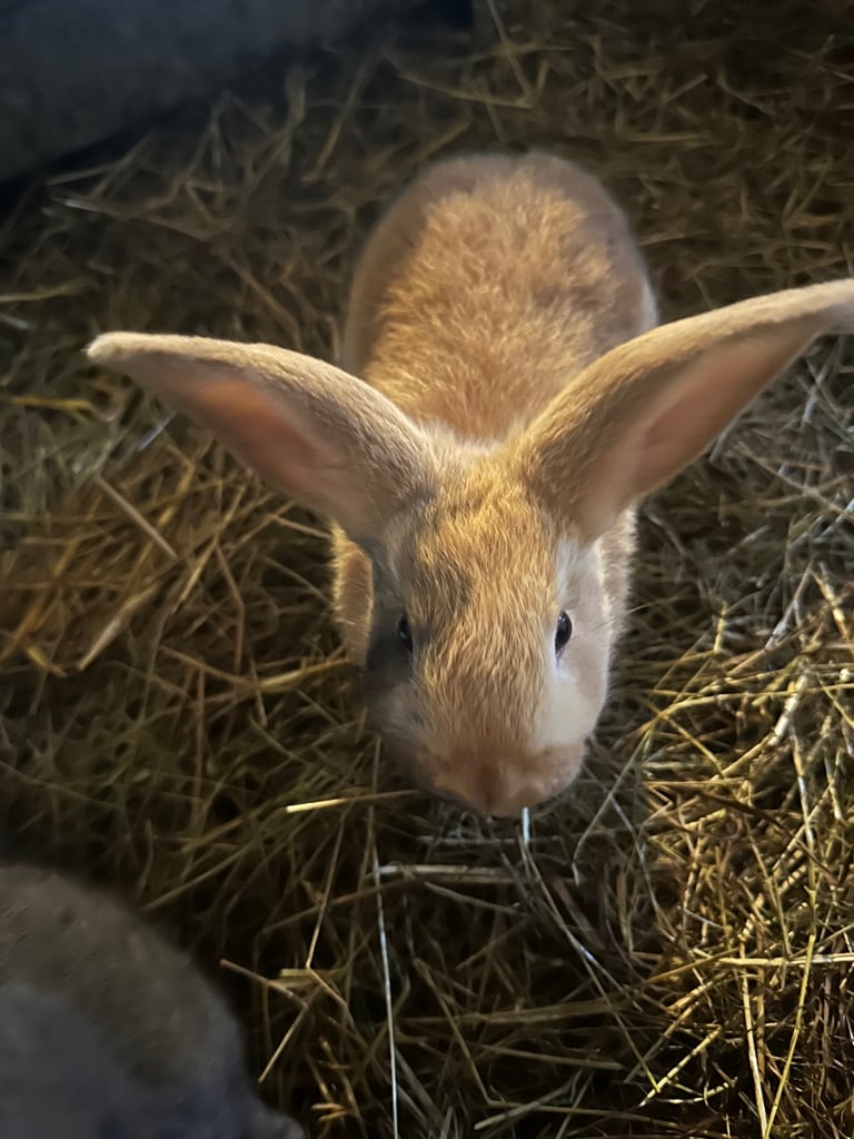 Rabbits 