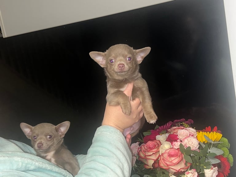 Chihuahua puppy’s 