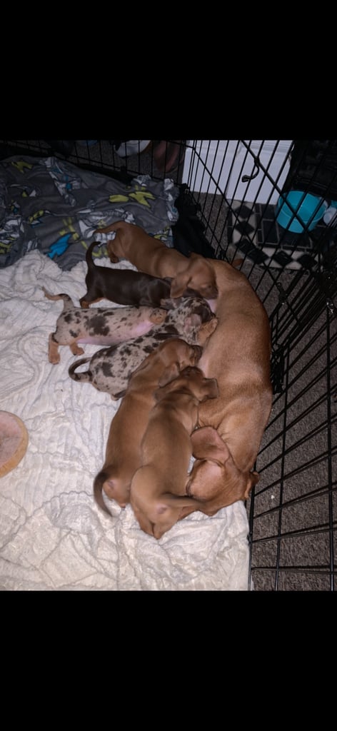 5 beautiful Dachshunds for sale 