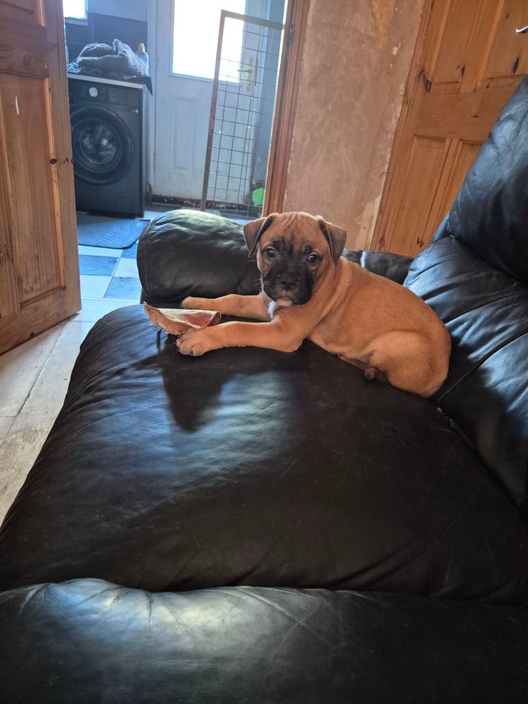 American bulldog x Staffordshire terrier 