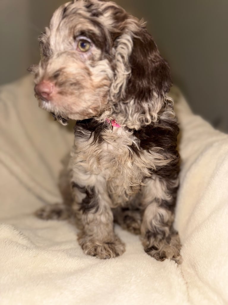F1 Cockapoo puppies