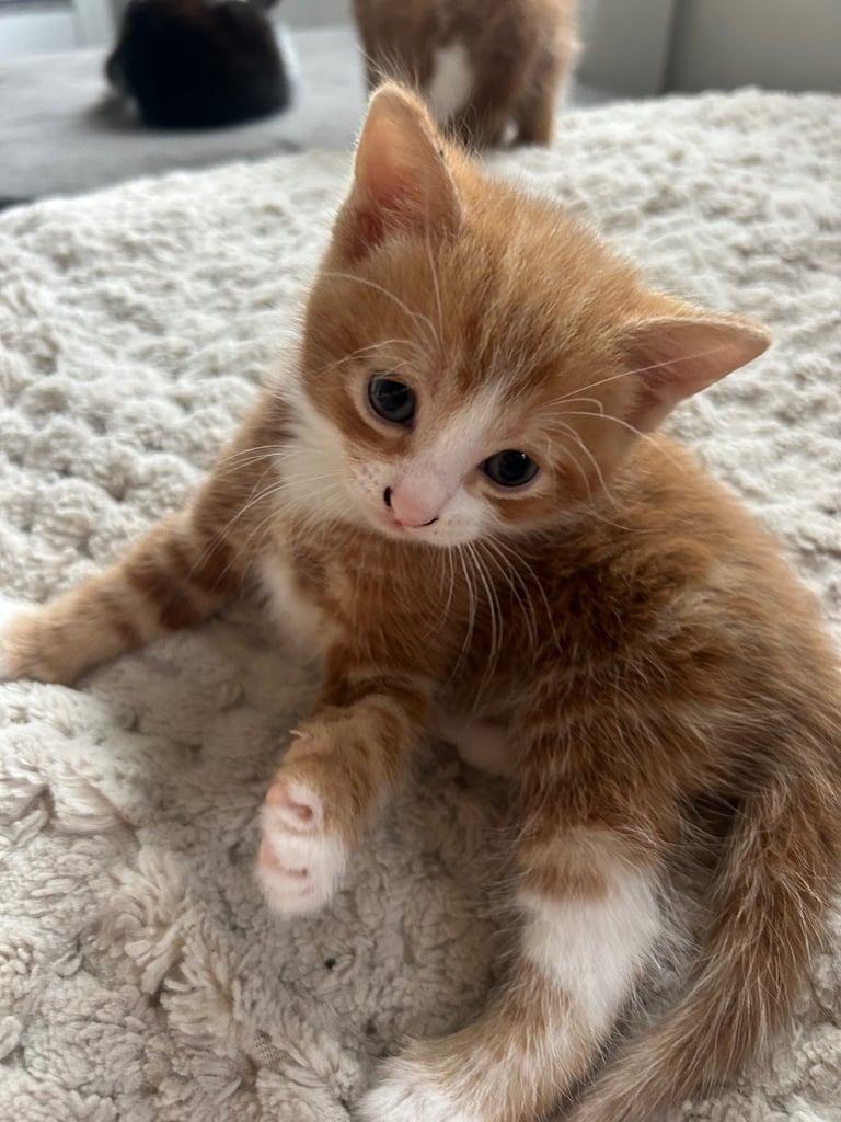 2 ginger boy kittens 