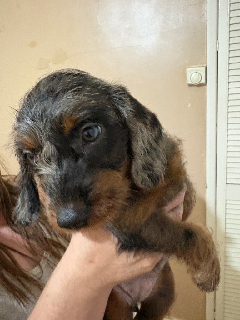DAPPLE LONG HAIRED DACHSHUND BOY PUPPIES 