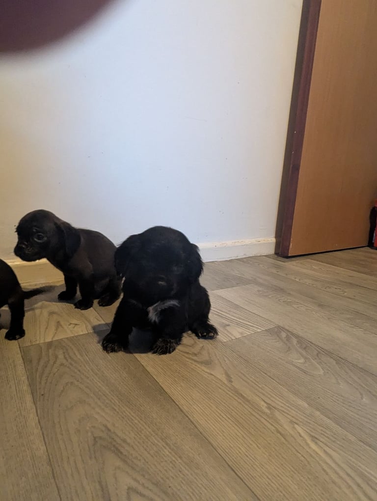 Pug cross puppies
