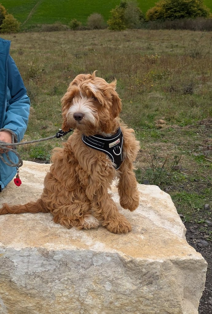 5 and a half month cockapoo
