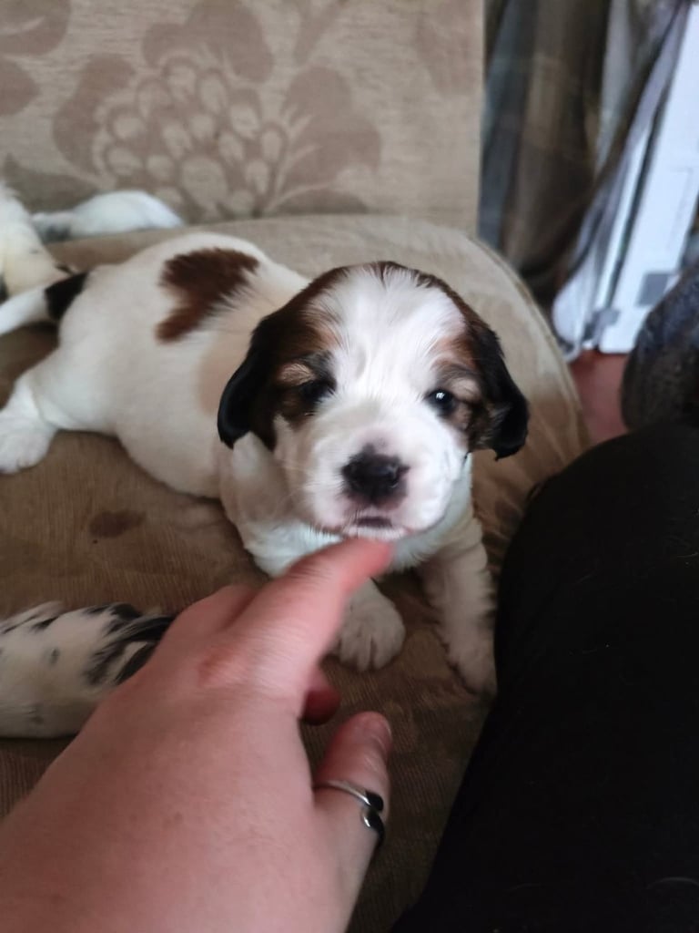 Gorgeous boy pups ( Cocker Bassett x Shichon )