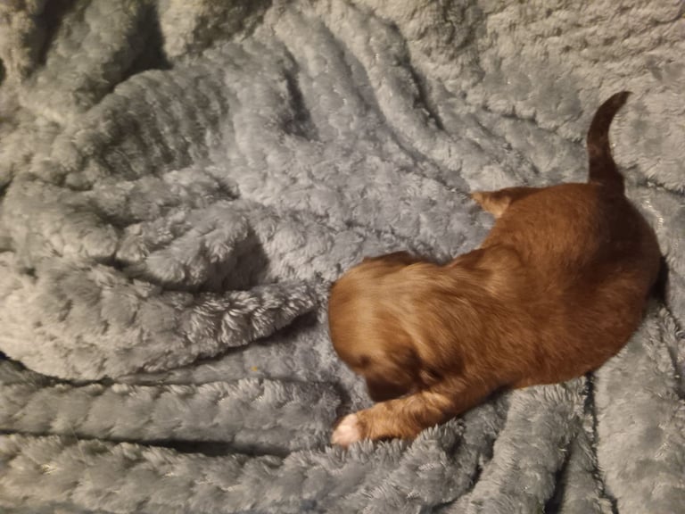 Beautiful dachshund cross cava-tzu for sale