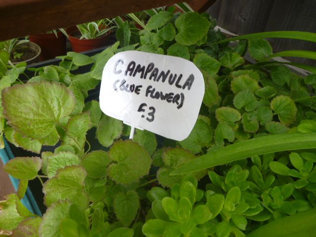 Garden Plants  Pachysandra, Campanula, Heuchera Palm Penstemon Grass Hellebore Hibiscus Fig  etc