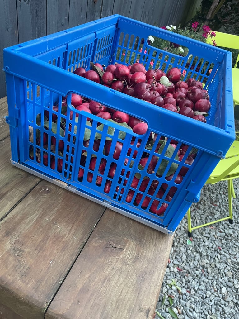 Free Crab apples 