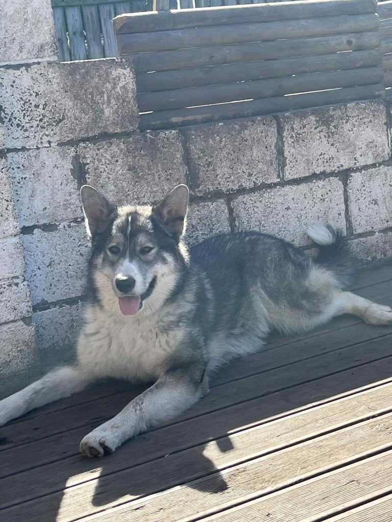 GSDxHusky