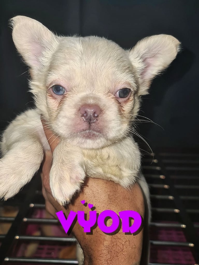  💎 7 Rare Visual Fluffy French Bulldog Puppies – Top Quality, Ready Now! 💎