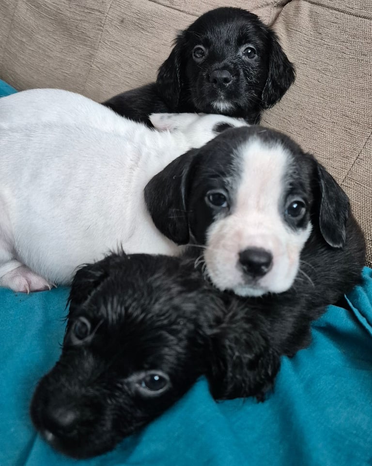 X3 puppies left