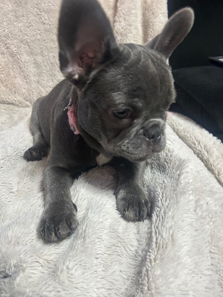 Female French bulldog 1 remaining 