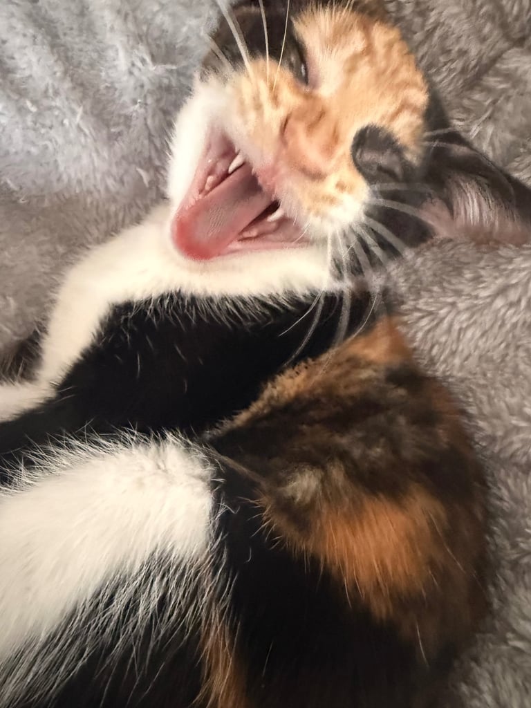 Female Kitten