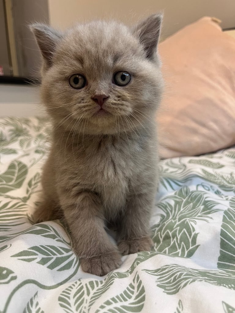 British-shorthair-cats in Bradford, West Yorkshire Cats